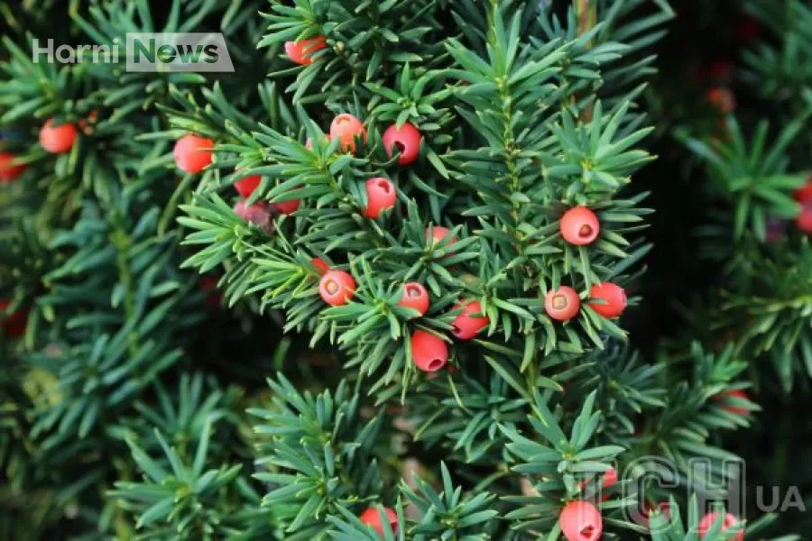 Небезпека тиса ягідного: які частини найтоксичніші і чи справді вистачає кількох насінин?