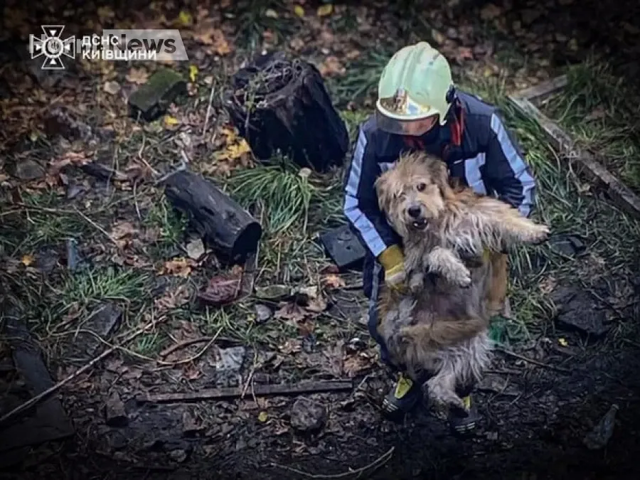 Дві собаки на дні бетонного резервуара: деталі порятунку в парку «Олександрія» на Київщині
