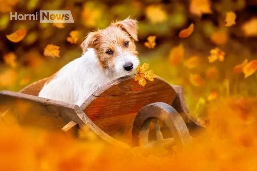 Погода в Україні: друге «бабине літо» 3-9 листопада та попередження про морози