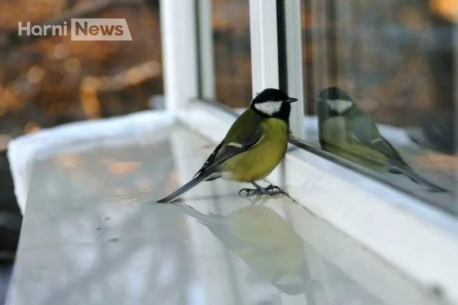 Коли птах стукає у вікно: прикмети, реальні причини та що робити