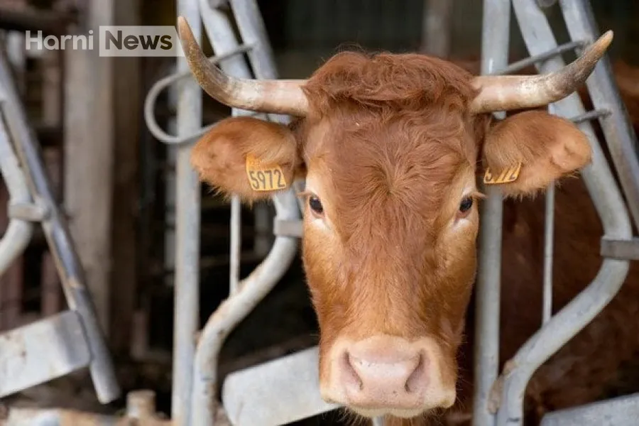 Борг за корову обернувся подвійним убивством: як суд покарав 70-річного чоловіка?