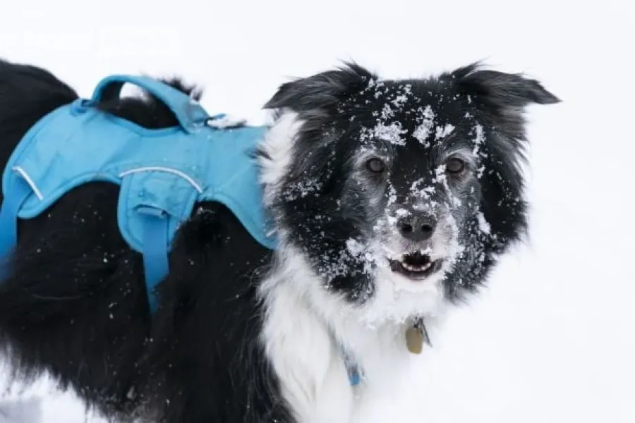 Коли чекати снігу в листопаді? Прогноз погоди від Укргідрометцентру і ключові поради