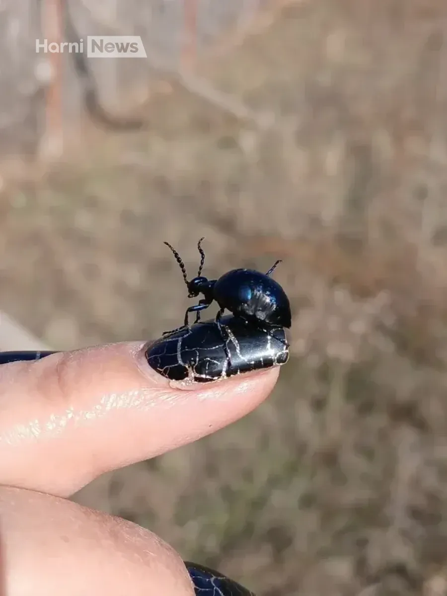 Чорний жук із фото в Facebook виявився майкою осінньою: що кажуть екологи і чого не робити