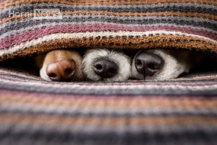 Чи буде розслідування у лікарні Пирогова у Вінниці? Поліція відкрила справу за жорстоке поводження з тваринами