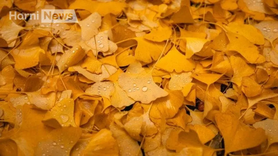 Прогноз погоди на вихідні: у суботу до +15, а в неділю дощі обійдуть схід