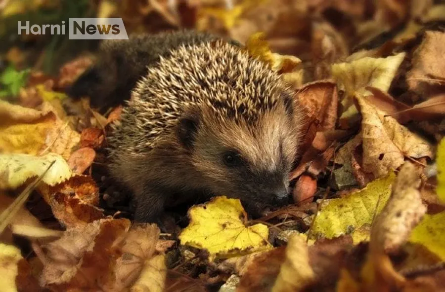 Карта дощів і температур: де 4 листопада до +18 °C, а де лише +9…+13 °C