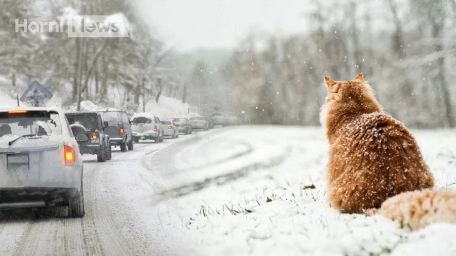 Коли чекати холодів і снігу в Україні: прогноз Укргідрометцентру на 15-20 листопада