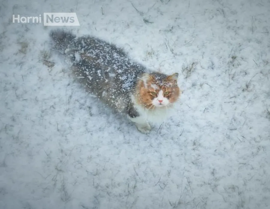 Другу половину листопада Україна може зустріти зі снігом і морозами – що зміниться в погоді