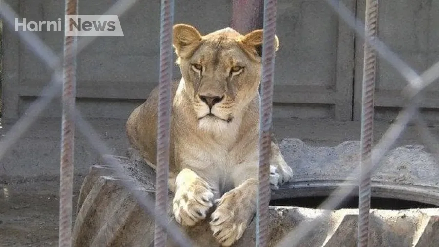 Втеча левиці у Хмельницькому завершилася поверненням до вольєра: поліція розслідує загибель тварин