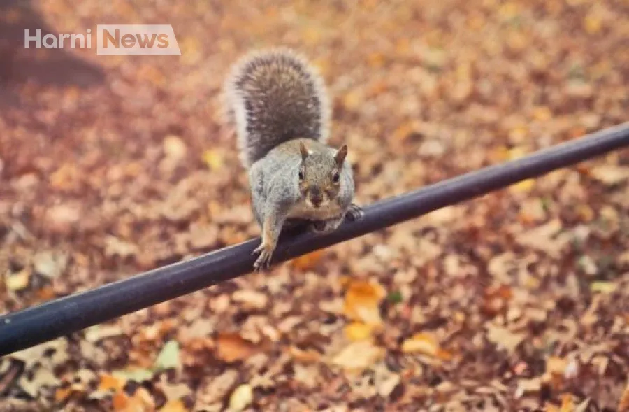 Погода в Україні зміниться двічі: спершу тепло 17-19 листопада, далі – похолодання з 20-го