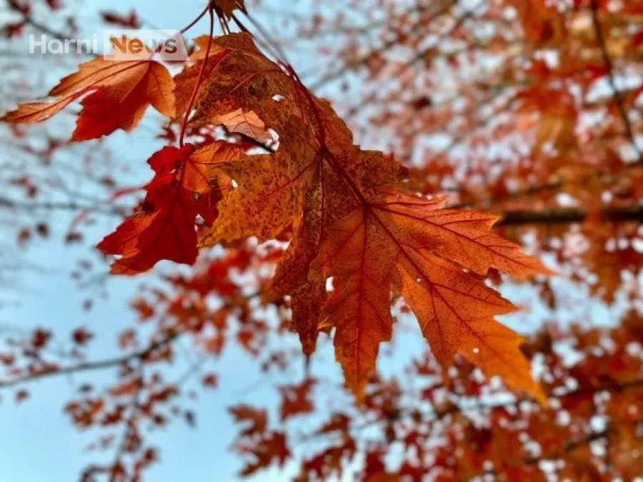 Сухий і теплий четвер: де буде туман і які температури сьогодні в Україні