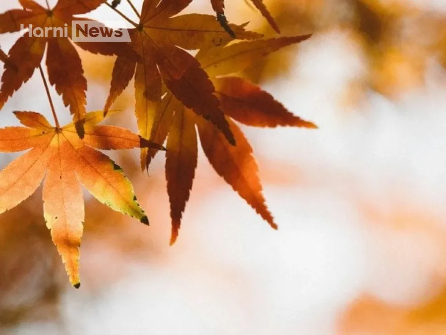 10 листопада в Україні: де буде дощ і кого накриє туман 200-500 м?