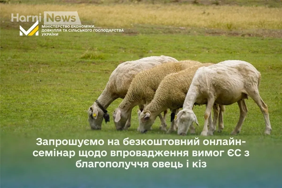 З 1 січня 2026 – нові правила ЄС для дрібної рогатої худоби: як підготуватися до впровадження?
