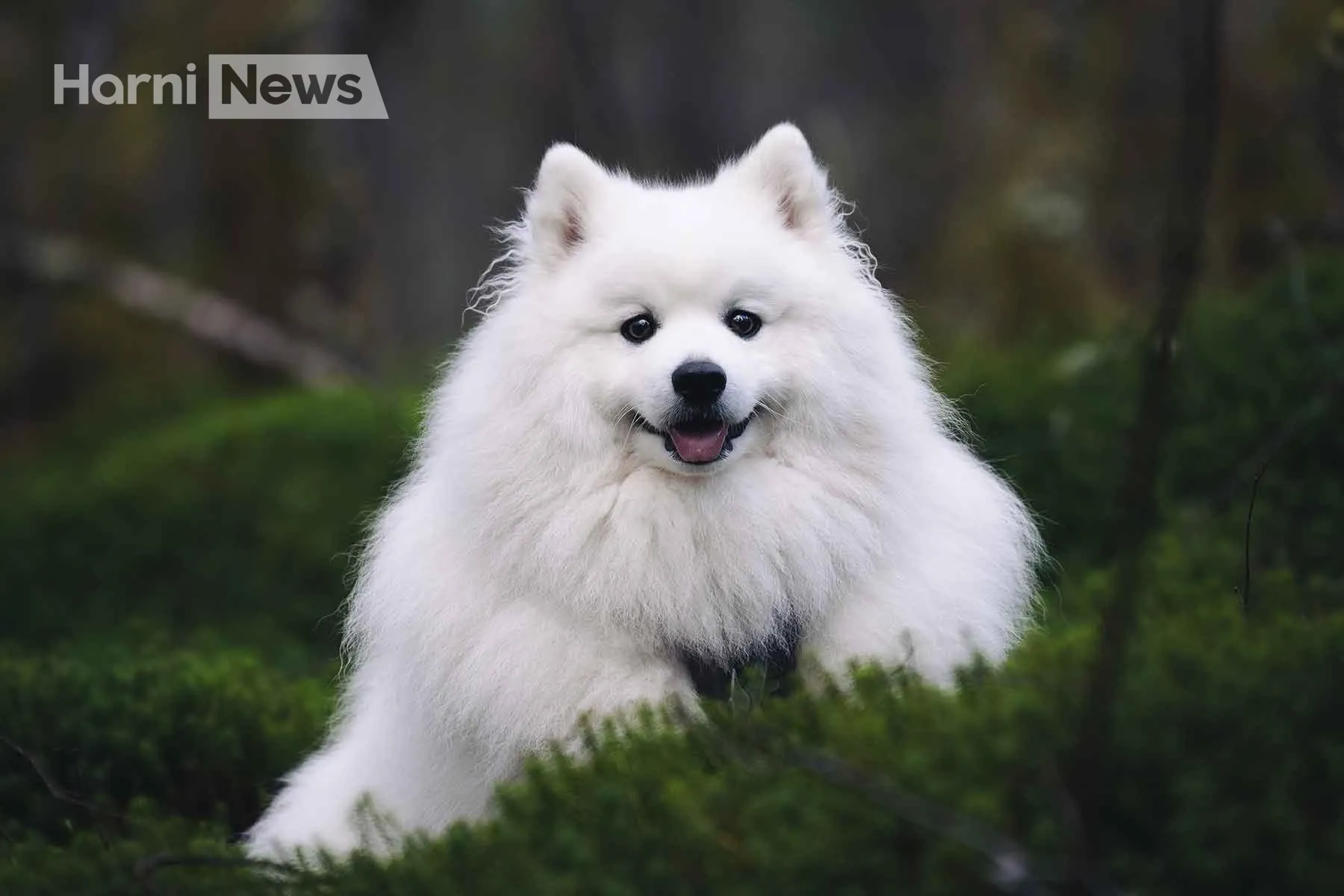 Японський шпиц порода