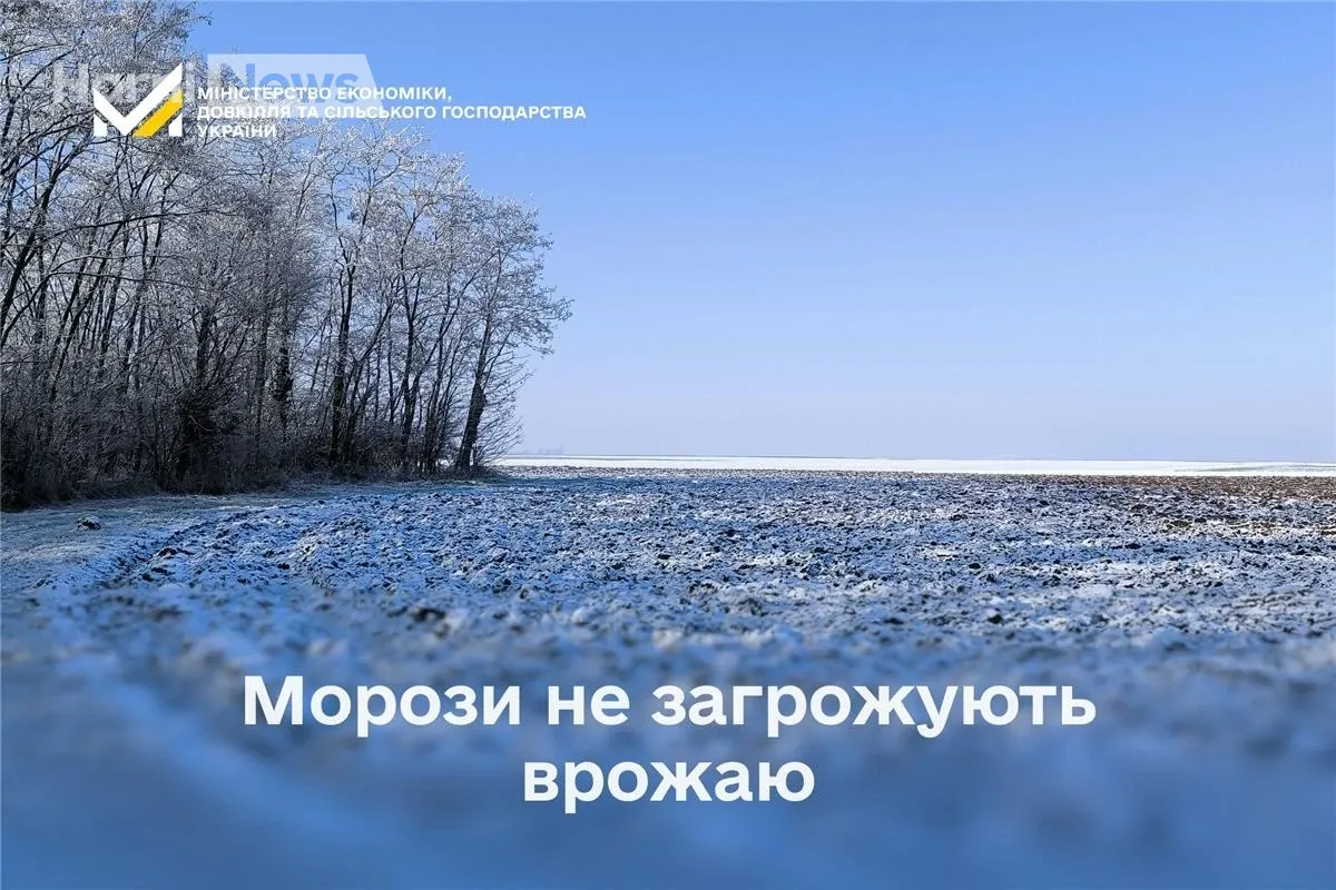 Озимі вистояли: чи загрожують врожаю морози і чому у 2026 не чекають цінового стрибка на овочі?